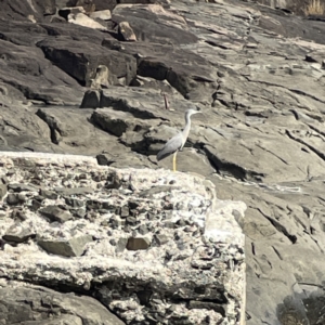 Egretta novaehollandiae at Bawley Point, NSW - 22 Aug 2023