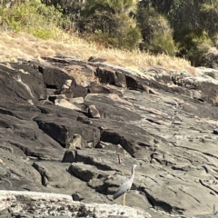 Egretta novaehollandiae at Bawley Point, NSW - 22 Aug 2023