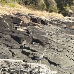Egretta novaehollandiae at Bawley Point, NSW - 22 Aug 2023