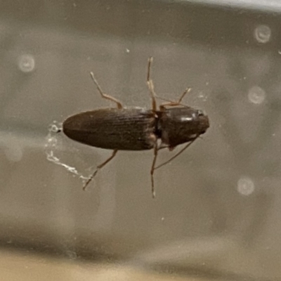 Unidentified Click beetle (Elateridae) at Surf Beach, NSW - 22 Aug 2023 by Hejor1