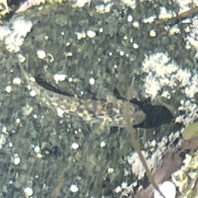 Lepidoblennius haplodactylus at Bawley Point, NSW - 22 Aug 2023 by Hejor1