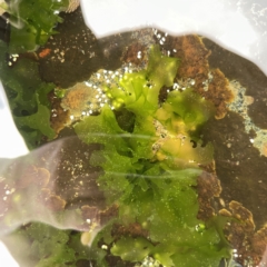 Unidentified Marine Alga & Seaweed at Bawley Point, NSW - 22 Aug 2023 by Hejor1