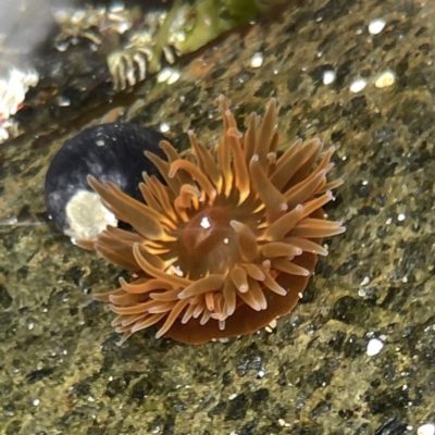 Anthopleura sp. at Bawley Point, NSW - 22 Aug 2023 by Hejor1