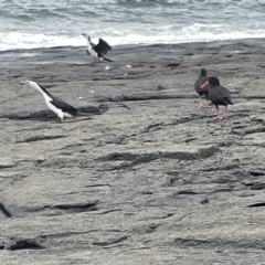 Haematopus fuliginosus (Sooty Oystercatcher) at Bawley Point, NSW - 22 Aug 2023 by Hejor1