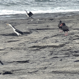 Haematopus fuliginosus at Bawley Point, NSW - suppressed