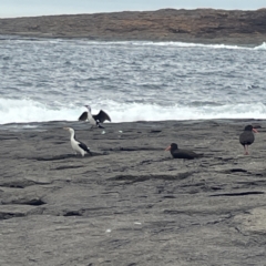 Haematopus fuliginosus at Bawley Point, NSW - suppressed