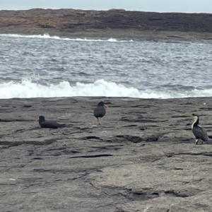 Haematopus fuliginosus at Bawley Point, NSW - suppressed