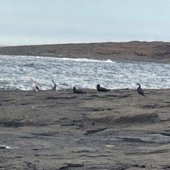 Haematopus fuliginosus at Bawley Point, NSW - suppressed