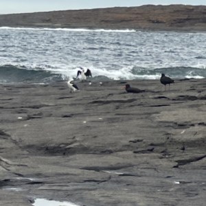 Haematopus fuliginosus at Bawley Point, NSW - suppressed