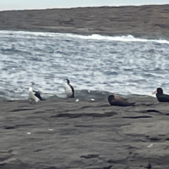 Microcarbo melanoleucos at Bawley Point, NSW - 22 Aug 2023 12:47 PM