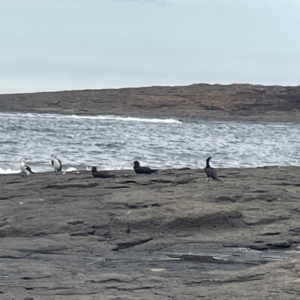 Microcarbo melanoleucos at Bawley Point, NSW - 22 Aug 2023