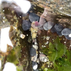 Oulactis muscosa at Bawley Point, NSW - 22 Aug 2023