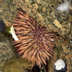 Heliocidaris erythrogramma (Sea Urchin) at Bawley Point, NSW - 22 Aug 2023 by Hejor1