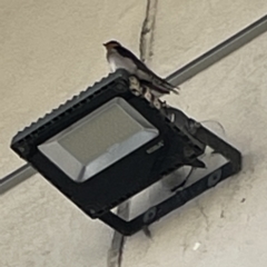 Hirundo neoxena at Batemans Bay, NSW - 22 Aug 2023 03:07 PM