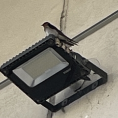Hirundo neoxena at Batemans Bay, NSW - 22 Aug 2023 03:07 PM