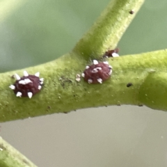 Monophlebulus sp. (genus) (Giant Snowball Mealybug) at Batemans Marine Park - 22 Aug 2023 by Hejor1