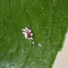 Monophlebulus sp. (genus) at Batemans Marine Park - 22 Aug 2023 11:21 AM