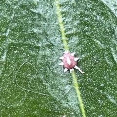 Monophlebulus sp. (genus) at Batemans Marine Park - 22 Aug 2023 11:21 AM