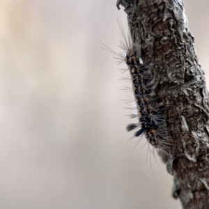 Asura cervicalis at Batemans Bay, NSW - 22 Aug 2023