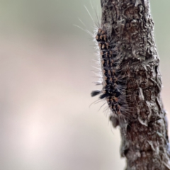 Asura cervicalis at Batemans Bay, NSW - 22 Aug 2023