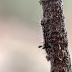 Asura cervicalis at Batemans Bay, NSW - 22 Aug 2023