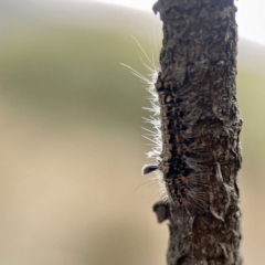 Asura cervicalis at Batemans Bay, NSW - 22 Aug 2023