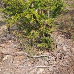 Pyracantha angustifolia (Firethorn, Orange Firethorn) at Wanniassa Hill - 23 Aug 2023 by LPadg