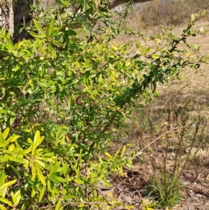 Pyracantha angustifolia at Tuggeranong, ACT - 23 Aug 2023