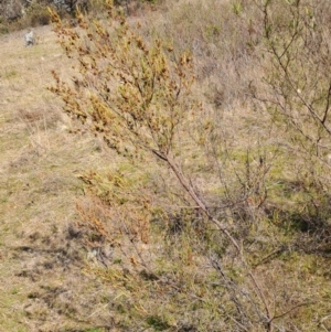Dodonaea viscosa subsp. angustissima at Tuggeranong, ACT - 23 Aug 2023