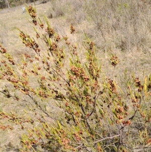 Dodonaea viscosa subsp. angustissima at Tuggeranong, ACT - 23 Aug 2023