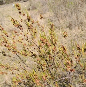 Dodonaea viscosa subsp. angustissima at Tuggeranong, ACT - 23 Aug 2023 12:28 PM