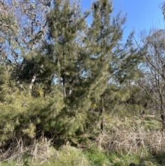 Casuarina cunninghamiana subsp. cunninghamiana (River She-Oak, River Oak) at CHC100: Calvary Hospital Drain3 , Bruce - 23 Aug 2023 by JVR