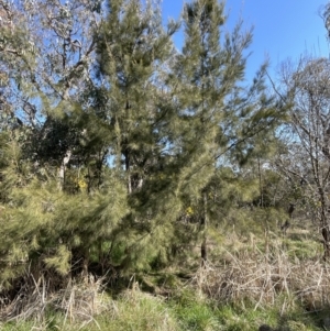 Casuarina cunninghamiana subsp. cunninghamiana at Bruce, ACT - 23 Aug 2023