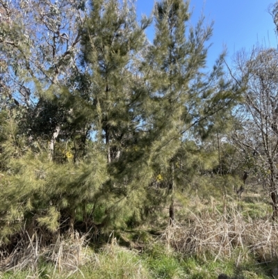 Casuarina cunninghamiana subsp. cunninghamiana (River She-Oak, River Oak) at CHC100: Calvary Hospital Drain3 , Bruce - 23 Aug 2023 by JVR