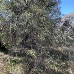 Acacia howittii at Bruce, ACT - 23 Aug 2023 01:30 PM