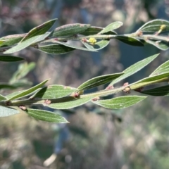 Acacia howittii at Bruce, ACT - 23 Aug 2023