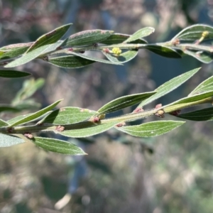 Acacia howittii at Bruce, ACT - 23 Aug 2023 01:30 PM