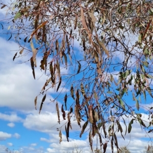 Eucalyptus melliodora at Wanniassa Hill - 23 Aug 2023