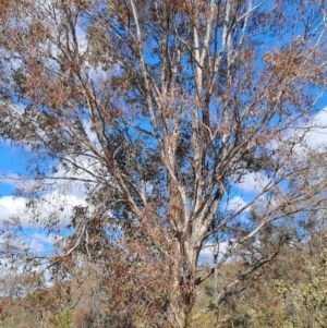 Eucalyptus melliodora at Wanniassa Hill - 23 Aug 2023