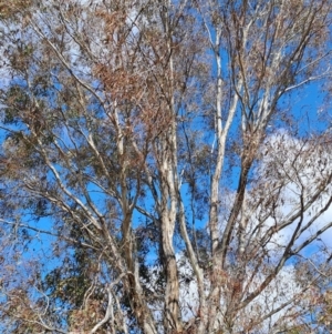 Eucalyptus melliodora at Wanniassa Hill - 23 Aug 2023