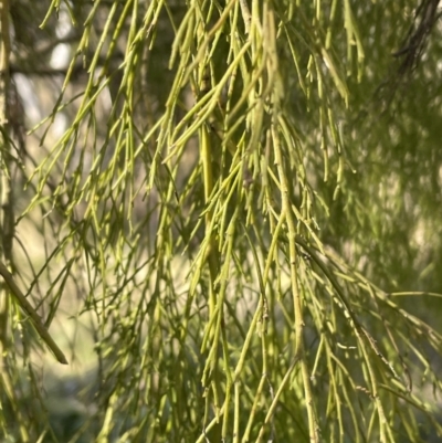 Exocarpos cupressiformis (Cherry Ballart) at Bruce, ACT - 23 Aug 2023 by JVR