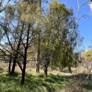 Exocarpos cupressiformis at Bruce, ACT - 23 Aug 2023 01:15 PM