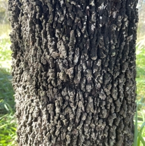 Exocarpos cupressiformis at Bruce, ACT - 23 Aug 2023