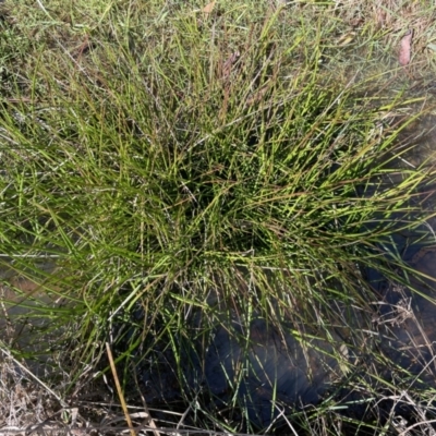 Juncus sp. at Bruce, ACT - 23 Aug 2023 by JVR