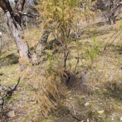 Cassinia sifton (Sifton Bush, Chinese Shrub) at Tuggeranong, ACT - 23 Aug 2023 by LPadg