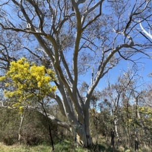 Eucalyptus rossii at Bruce, ACT - suppressed