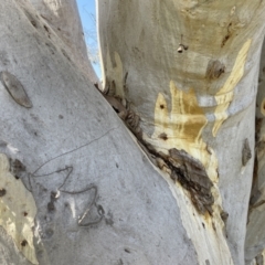 Eucalyptus rossii at Bruce, ACT - suppressed