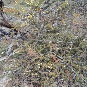 Acacia ulicifolia at Tuggeranong, ACT - 23 Aug 2023