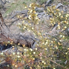 Acacia ulicifolia at Tuggeranong, ACT - 23 Aug 2023