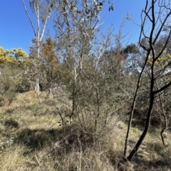 Bursaria spinosa subsp. lasiophylla (Australian Blackthorn) at Bruce Ridge to Gossan Hill - 23 Aug 2023 by JVR